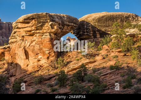 Cedar Mesa Sandsteinformationen in der Devil's Kitchen Area im Needles District des Canyonlands National Park, Utah. Stockfoto