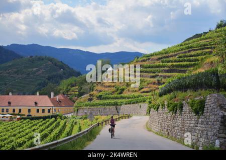 Fahrradtourist zwischen Weinbergen in Österreich Wachau Weinregion. Donauradweg (Donau-Radweg) bei Spitz. Stockfoto