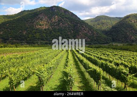 Österreich Landschaft in Wachau Weinregion. Sommeransicht der Weinberge bei Spitz. Landschaft des Donautals. Stockfoto