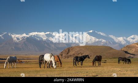 Malerische Morgenlandschaft mit Pferden, die vor den schneebedeckten Bergen Trans-Alay oder Trans-Alai und dem Lenin Peak im Süden Kirgisistans grasen Stockfoto