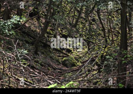 Aokigahara-Wald in Japan. Der geheimnisvolle dunkle Wald in der Präfektur Yamanashi in Japan ist auch als Suicide Forest bekannt. Stockfoto