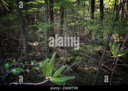 Aokigahara-Wald in Japan. Der geheimnisvolle dunkle Wald in der Präfektur Yamanashi in Japan ist auch als Suicide Forest bekannt. Stockfoto