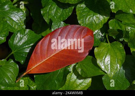 Ein orange gefallenes Blatt auf den grünen Blättern Stockfoto