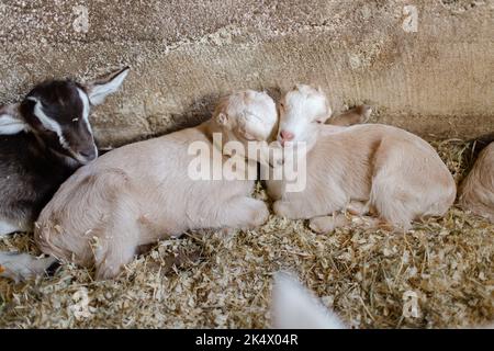 Zwei niedliche Ziegen schlafen auf dem Kopf des anderen Stockfoto