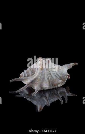 Marine weiße Schale mit Stacheln auf schwarzem Hintergrund Stockfoto