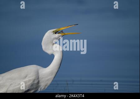Eine Nahaufnahme eines östlichen Großreihers, der im Teich steht und seine Beute frisst Stockfoto