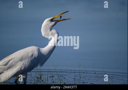 Eine Nahaufnahme eines östlichen Großreihers, der im Teich steht und seine Beute frisst Stockfoto