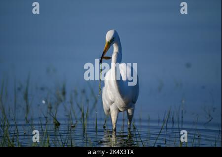 Eine Nahaufnahme eines östlichen Großreihers, der im Teich mit Gras im Schnabel steht Stockfoto