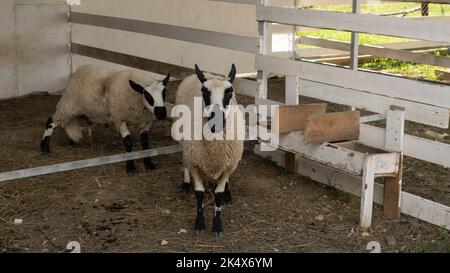 Kerry Hill Schafe auf einer Weide auf einer Farm Stockfoto