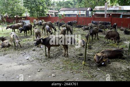 Guwahati, Guwahati, Indien. 4. Oktober 2022. Büffel, die am Dienstag, dem 4.. Oktober 2022, während des Festivals Navami of Durga puja in Bileswar Devalaya, Belsor im Nalbari-Distrikt von Assam India zum Opfer gehalten wurden. (Bild: © Dasarath Deka/ZUMA Press Wire) Bild: ZUMA Press, Inc./Alamy Live News Stockfoto