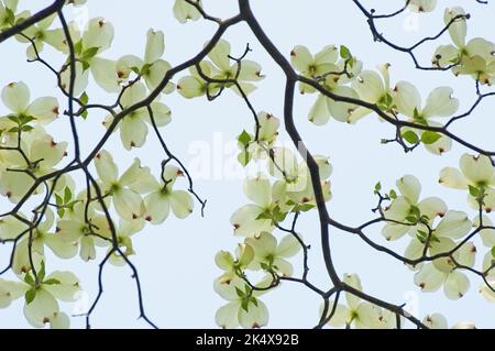 Blühendes Dogwood (Cornus florida) blüht im Frühling Stockfoto