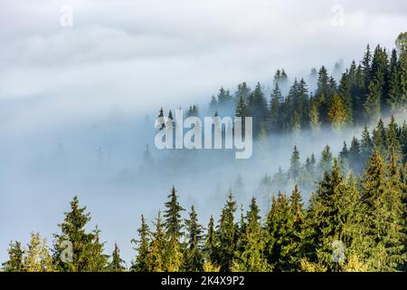 Nebliger, nebliger Sonnenaufgang über einer Gruppe von Bäumen auf einem Hügel. Stockfoto