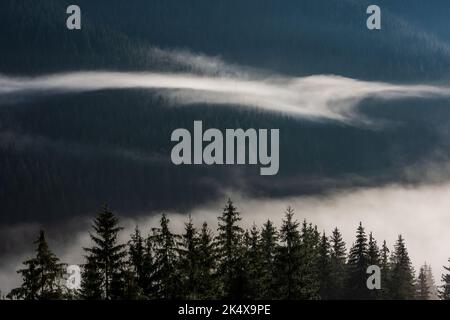 Neblige Dämmerungslandschaft mit Bäumen über Nebel in den osteuropäischen Karpaten. Siebenbürgen, Rumänien. Stockfoto