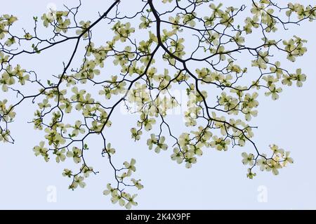 Blühendes Dogwood (Cornus florida) blüht im Frühling Stockfoto