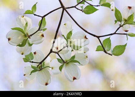 Blühendes Dogwood (Cornus florida) blüht im Frühling Stockfoto