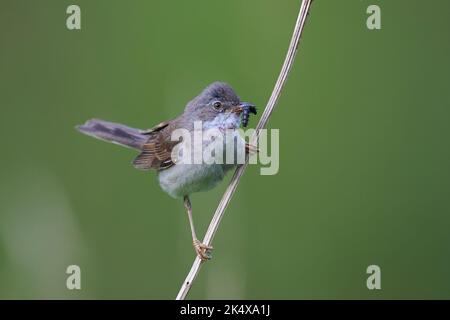 Gewöhnlicher Weißkehlchen (Curruca communis) in seiner natürlichen Umgebung Stockfoto