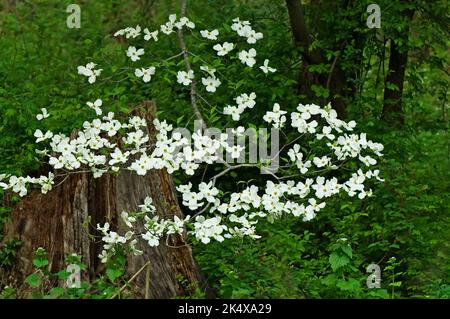 Blühendes Dogwood (Cornus florida) blüht im Frühling Stockfoto