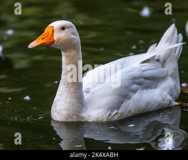 Einheimische Gänse genießen Schwimmen in einem See Stockfoto
