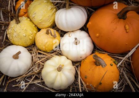 Eine Vielzahl von Kürbissen und Kürbissen auf Stroh Stockfoto