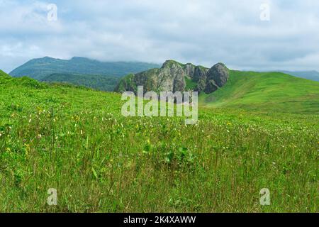 Schöne Landschaft der Insel Kunashir mit grasbewachsenen Hügeln und Basaltfelsen, konzentrieren sich auf die Nähe Forbs Stockfoto