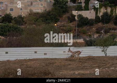 Urbane Natur: Eine männliche Gazelle in einem Tal zwischen den Gebäuden von Jerusalem, Israel. Stockfoto