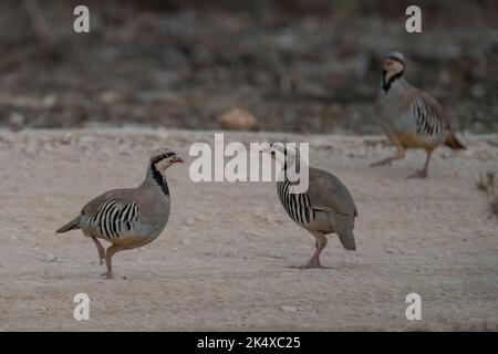 Drei Rebhühner in einem sandigen Feld bei einer trüben Morgendämmerung in Jerusalem, Israel. Stockfoto