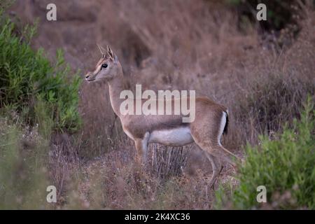 Eine wachsam weibliche Gazelle in einem trockenen Brachfeld in der Morgendämmerung, in der Nähe von Jerusalem, Israel. Stockfoto