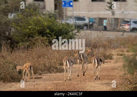 Urbane Natur: Eine Gruppe von Gazellen, die auf einem Pfad in einem Tal zwischen den Gebäuden von Jerusalem, Israel, wandern. Stockfoto