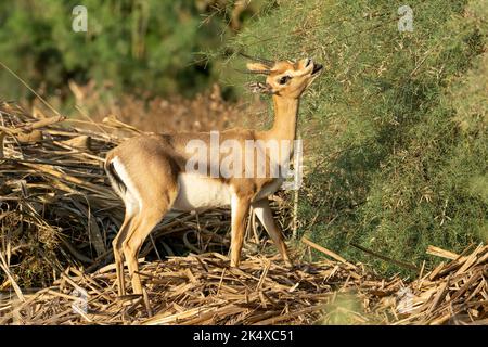 Eine junge Gazelle, die bei Sonnenaufgang einen Busch in der Nähe von Jerusalem, Israel, frisst. Stockfoto