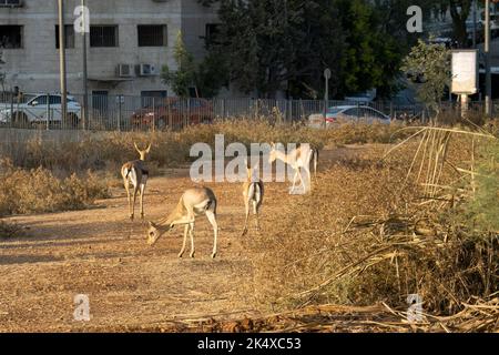 Urbane Natur: Eine Gruppe von Gazellen, die auf einem Pfad in einem Tal zwischen den Gebäuden von Jerusalem, Israel, wandern. Stockfoto