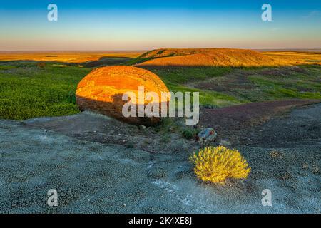 Bei Sonnenaufgang im Red Rock Coulee Natural Area im Süden von Alberta wirft eine Sägeburtpflanze einen Shasow auf eine große Sandsteinbetonung Stockfoto