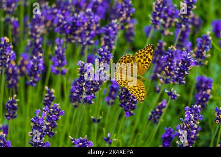 Ein versilberter fatillärer Schmetterling in einem Lavendelfeld - Argynnis paphia Stockfoto