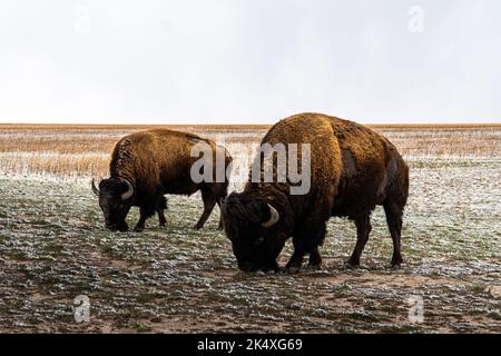 Eine wunderschöne Aussicht auf amerikanische Bisons oder Büffel auf der Weide in einem Feld im Antelope Island Park, Utah Stockfoto