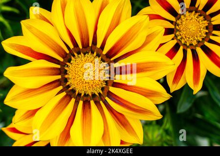 Nahaufnahme von Gazania Blume, Treasure Blume oder afrikanische Gänseblümchen, auffällige, zarte Stauden, die farbenfrohe Gänseblümchen-ähnliche Blumen zeigen Stockfoto