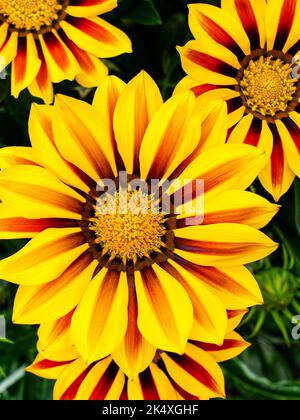 Nahaufnahme von Gazania Blume, Treasure Blume oder afrikanische Gänseblümchen, auffällige, zarte Stauden, die farbenfrohe Gänseblümchen-ähnliche Blumen zeigen Stockfoto