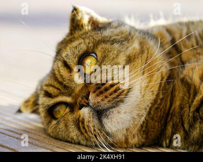 Entspannte schöne braun gestreifte schottische Falte Katze zu Hause, Nahaufnahme Porträt Stockfoto