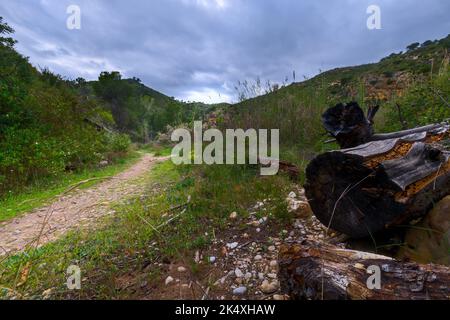 Großer alter Baumstamm liegt auf einer Straße. Grüne spanische Naturlandschaft. Stockfoto