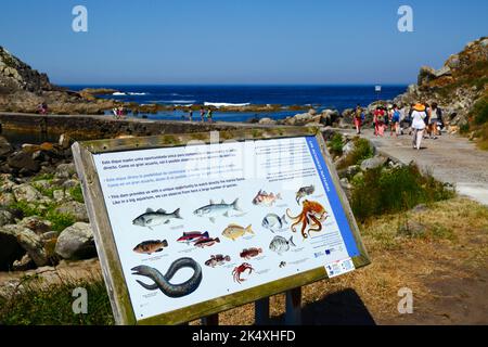 Informationstafel mit Bildern der Arten der marinen Tierwelt, die in den Lagunen in der Nähe des Cies Islands, Galicien, Spanien zu sehen sind. Stockfoto