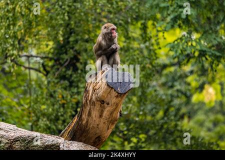 Ein Pavian auf einem Baumstumpf im Regen im Berliner Zoo, Berlin, Deutschland Stockfoto