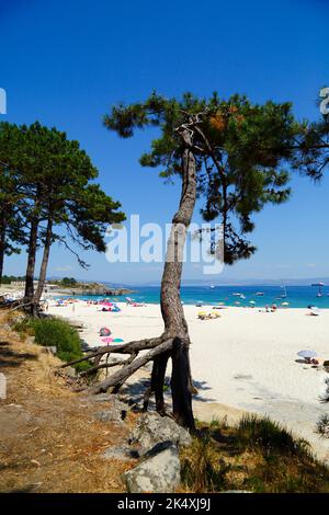 Pinien mit exponierten Wurzeln und Touristen am berühmten Strand Playa de Rodas, Cies-Inseln, Galicien, Spanien. Stockfoto