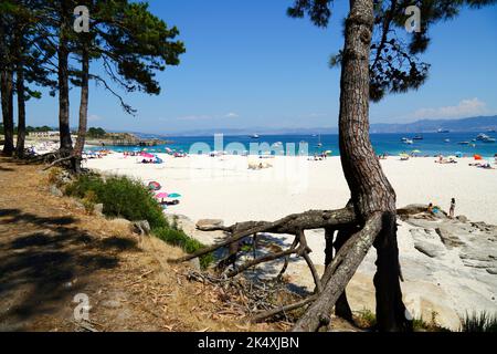 Pinien mit exponierten Wurzeln und Touristen am berühmten Strand Playa de Rodas, Cies-Inseln, Galicien, Spanien. Stockfoto