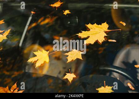Farbenfrohe, landschaftlich reizvolle Herbstkulisse, gefallene Blätter auf Autoscooter und Spiegelungen von Bäumen im Glas Stockfoto