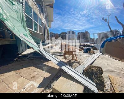Fort Myers, FL, (Okt 3, 2022) - FEMA Urban Search and Rescue Pennsylvania Task Force 1 führt Such- und Rettungsaktionen nach dem heurrischem Ian durch. Stockfoto