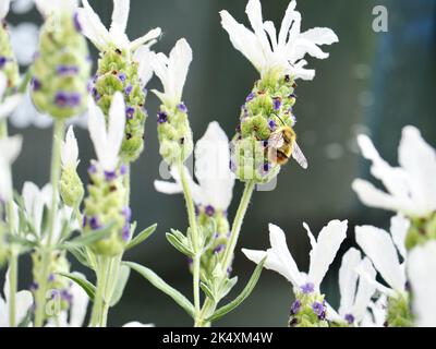 Weißer Lavendel im Garten Stockfoto