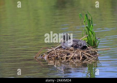 Eurasische Koots sind mittelgroße Wasservögel, die Mitglieder der Eisenbahnfamilie Rallidae sind. Gesehen auf einem Nest in Slimbridge WWT UK Stockfoto