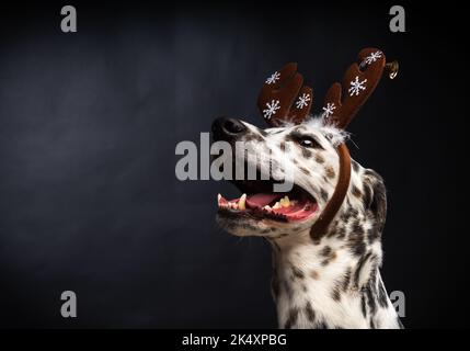 Porträt eines dalmatinischen Hundes in einem Weihnachtsmannhut, auf schwarzem Hintergrund hervorgehoben. Das Bild wurde in einem Fotostudio aufgenommen. Stockfoto