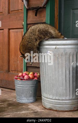 Waschbär (Procyon lotor) lehnt sich über die Abfalleimer zum Eimer mit Äpfeln Herbst - Gefangenes Tier Stockfoto