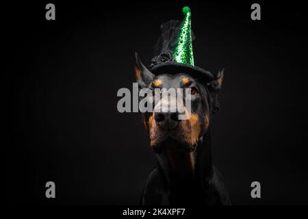 Porträt eines Dobermannhundes in einem Kopfschmuck. Karneval oder Halloween. Isoliertes Studio-Foto auf schwarzem Hintergrund. Stockfoto