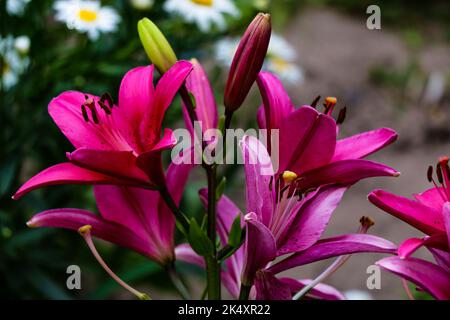 Eine Nahaufnahme von frischen roten Gartenlilien - Lilium bulbiferum Stockfoto