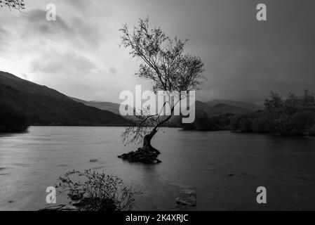 Lone Tree in Snowdonia sitzt im Wasser mit Bergen im Hintergrund in Schwarz und Weiß, aufgenommen bei Sonnenaufgang Stockfoto